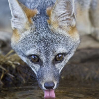 Young Gray Fox Drinking Precious Water by Bruce Finocchio