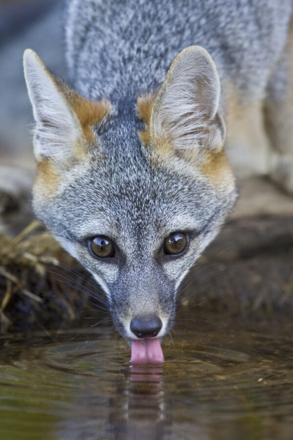 Young Gray Fox Drinking Precious Water by Bruce Finocchio