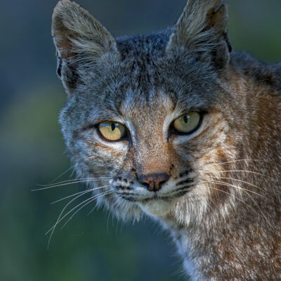 Portrait Of A Male Bobcat_ by Bruce Finocchio