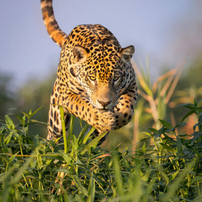 Female Jaguar Leaps Into Water Hyacinth by Bruce Finocchio