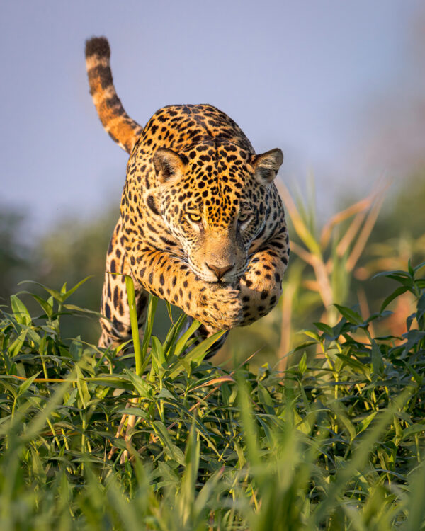 Female Jaguar Leaps Into Water Hyacinth by Bruce Finocchio