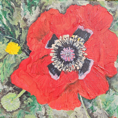 Red Poppy on Purissima by Jo Fry