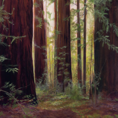 Henry Cowell Redwoods Glow No.3 by Christina Lim