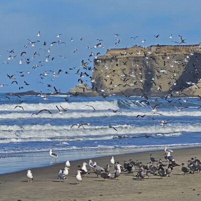 Tunitas Birds by CHARLES CLARK