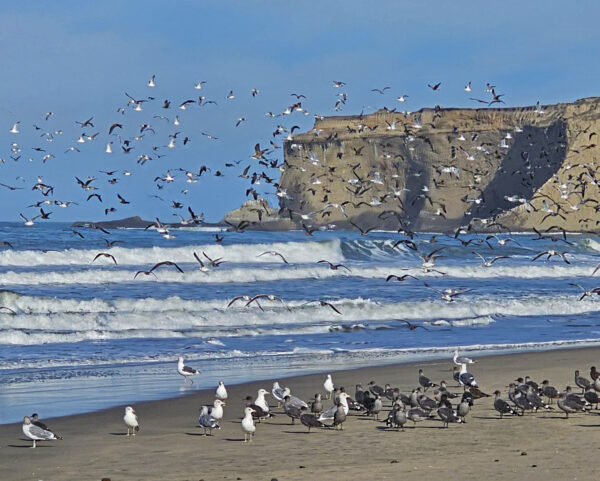 Tunitas Birds by CHARLES CLARK