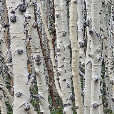 Aspen Trunks by CHARLES CLARK