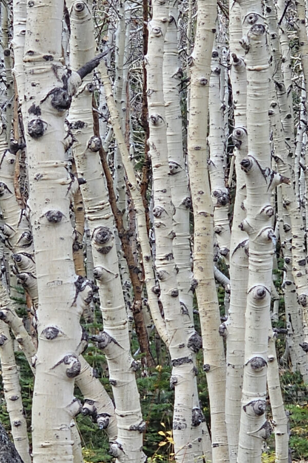 Aspen Trunks by CHARLES CLARK