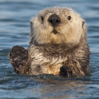 Otter Wave by CHARLES CLARK