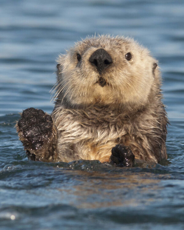 Otter Wave by CHARLES CLARK