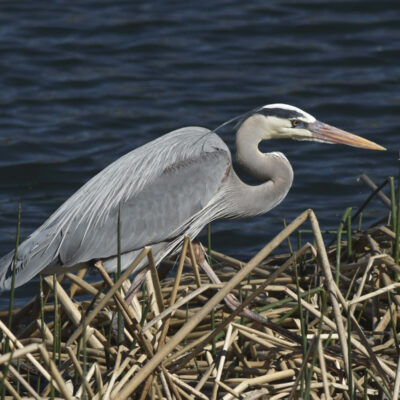 Blue Heron by CHARLES CLARK