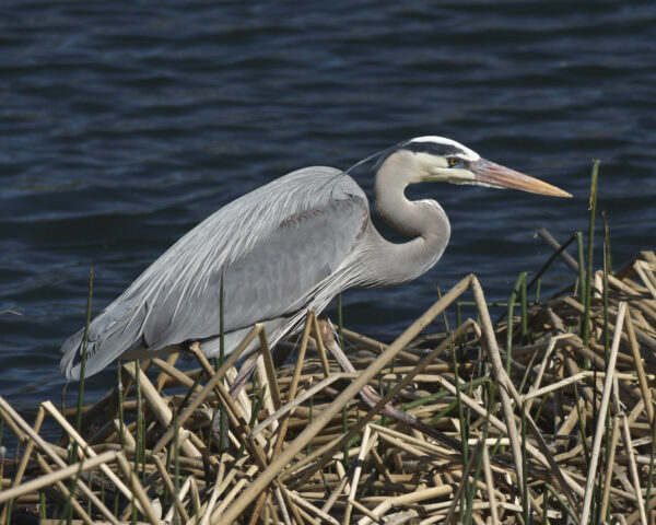 Blue Heron by CHARLES CLARK