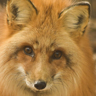 Red Fox by CHARLES CLARK