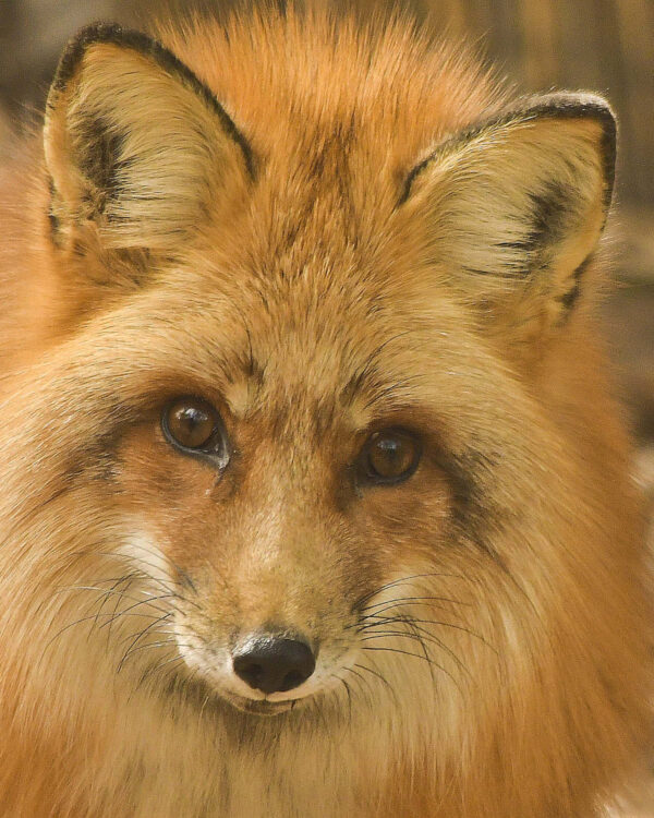 Red Fox by CHARLES CLARK