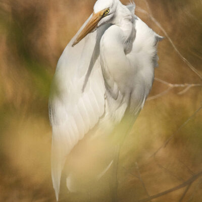 Egret In Leaves by CHARLES CLARK