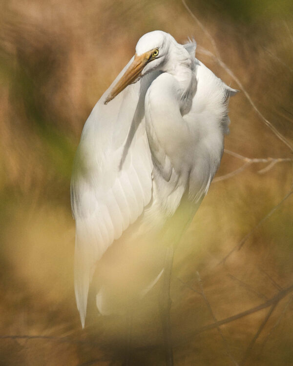 Egret In Leaves by CHARLES CLARK