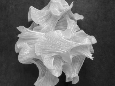 Underwater musings 2 by Cindy Stokes