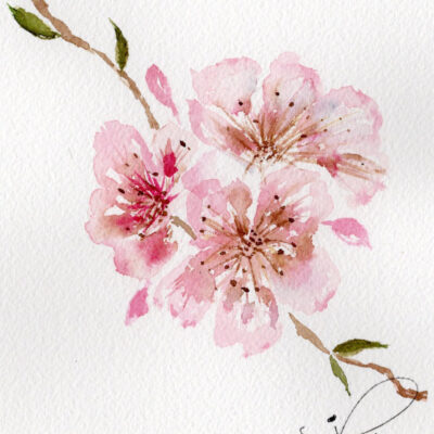 Cherry Blossom by Ivett Acosta