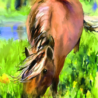 NORWEGIAN FJORD HORSE FEEDS IN A MEADOW by Karen Olsen Bender