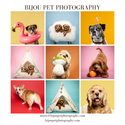Bijou Pet Photography by Marie Kerlau
